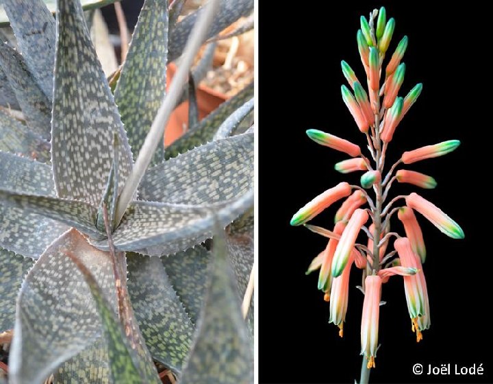 Aloe deltoideodonta ISI8-98 ©JL